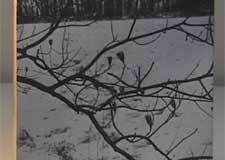 monkspond_four